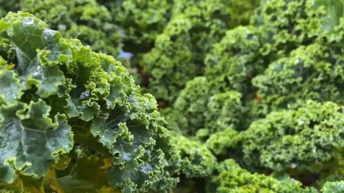Chou frisé frais au potager | gros plan/poêle