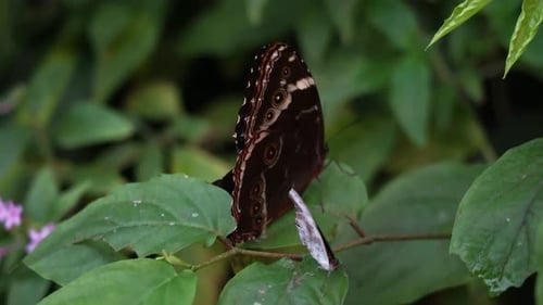 Brown butterfly resting still on a leaf