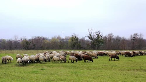 Pretty lambs graze in the meadow, eat grass and walk
