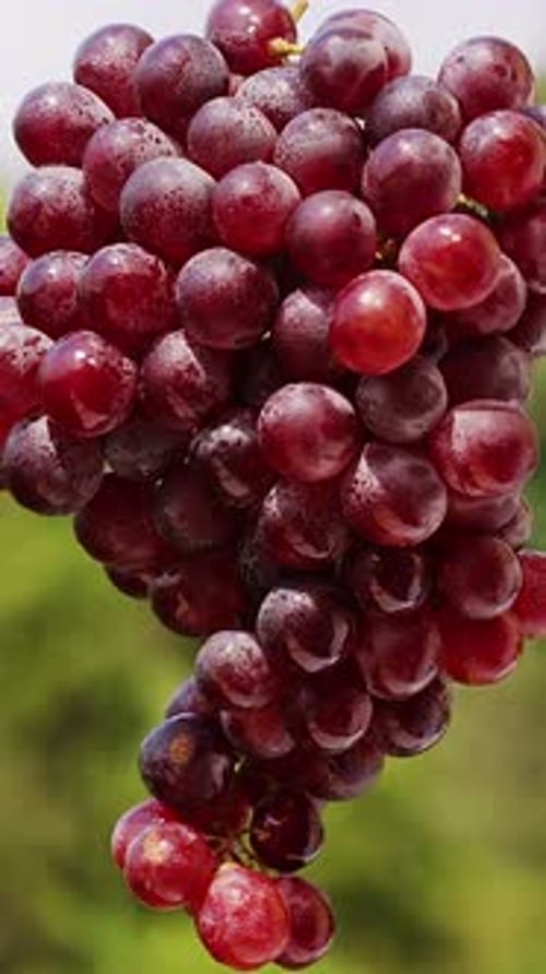 Vertikales Video. Detailansicht reifer roter Trauben, die frei am Weinstock hängen, mit verschwommenem Grün