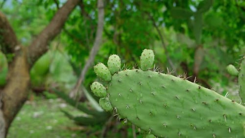 Nopal: un cactus verde con frutos conocidos como atunes (Opuntia Ficus Indica)