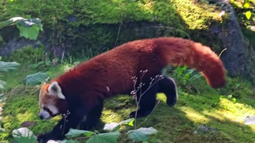 Red Panda Walking Slowly Through Sunny Nature Area