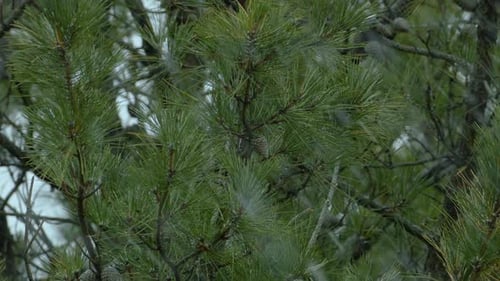 Pine trees and snowy branches in Maine during a snowfall. Clip B.