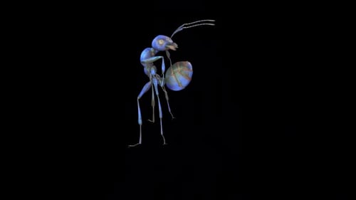 Ant Crazy Acid Focus