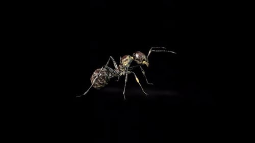 Zombie Ant Caution