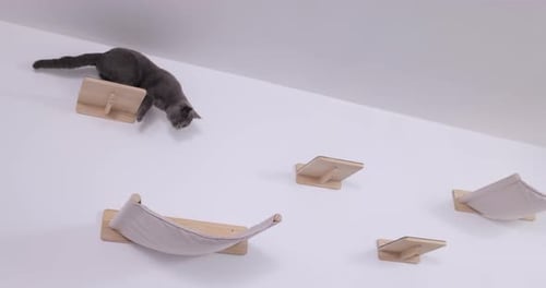 Cat Jumping Between Wall Shelves