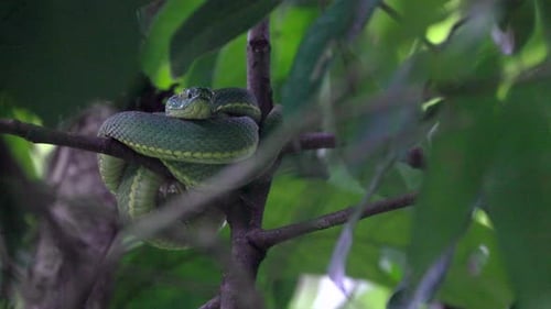 Coiled resting South American rainforest jungle tropical Green Jararaca Pit Viper poisonous snake2