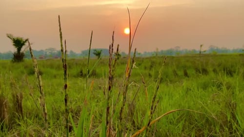 Scenic Green Rice Field at Gentle Sunrise or Sunset