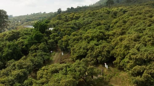 Aerial Drone View of Lush Green Tropical Forest Mountain Landscape