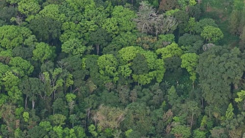 Wunderschöne Drohnenaufnahmen von üppigem Regenwald mit Vegetationsschichten und natürlicher Wildnis,