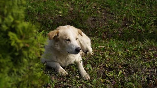 Ein süßer Hund sitzt auf dem Gras