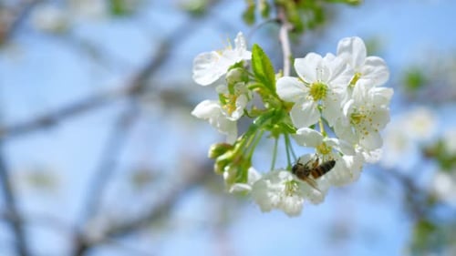 Spring Blossom Pollinating Cherry Flowers