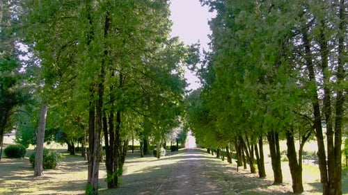 Slowly flying through trees over a path in a park
