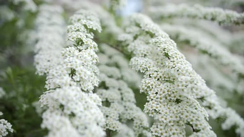 Arbustos con flores blancas Parterres bien mantenidos de la ciudad