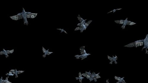 Animated Flock of Stylized Dark Birds Flying