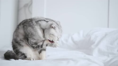 Tabby Cat Grooming on White Bed