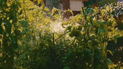 Hose watering a vegetable garden