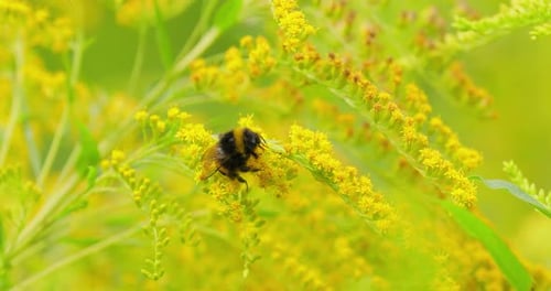 Shaggy Bumblebee pollinating and collects nectar from the yellow flower of the plant