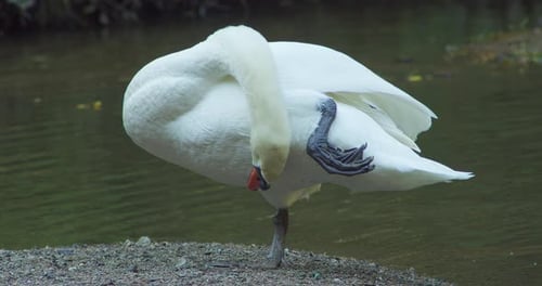 Eine Nahaufnahme eines Schwans, der auf einem Fuß steht und sich reinigt, mit einem See im Hintergrund.