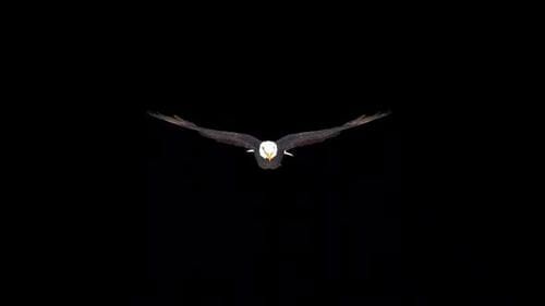 Black Eagle Glide