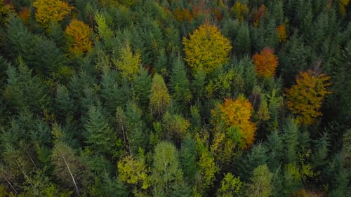 Aerial View of a Bright Autumn Forest on the Slopes of the Mountains at Sunrise