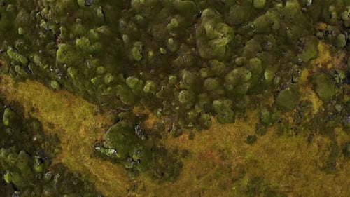 Aerial 4k bird's eye view over a lava field covered by green moss in Iceland, Europe