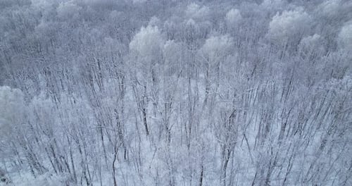 Forest in Winter Frosty Day Aerial View