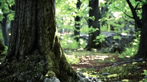 Ein majestätischer Baum, der hoch im Herzen eines üppigen Waldes steht