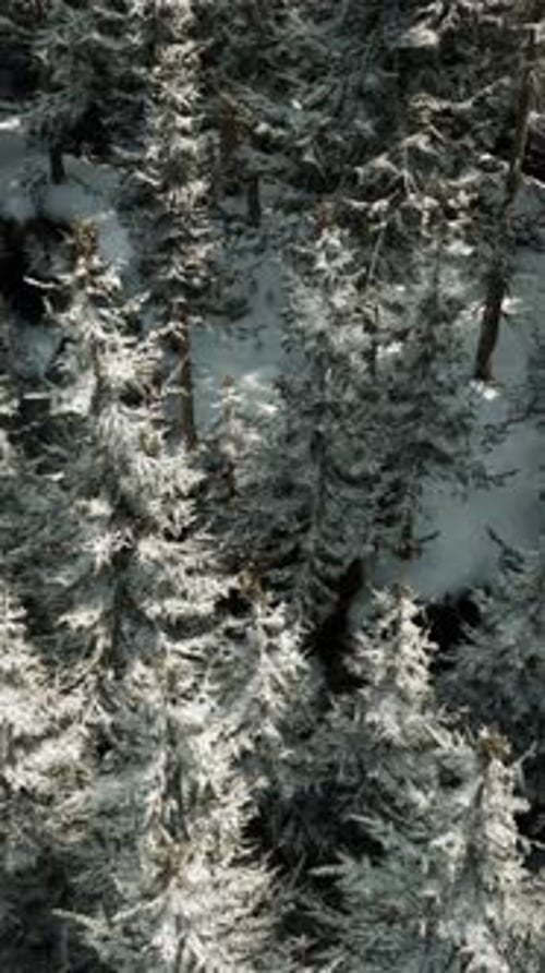 A Breathtaking Aerial View of a Serene Snowcovered Forest