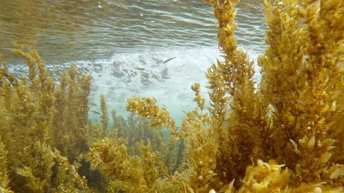 De grosses vagues mousseuses s'écrasent et frappent les algues sargasses brunes, de nombreuses bulles d'air flottent au-dessus des algues