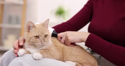 Woman Brushing Ginger Cat on Her Lap Indoors