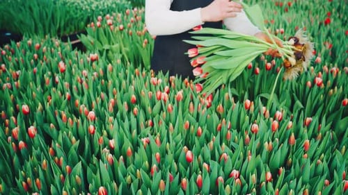 Un fleuriste méconnaissable en tablier noir sélectionne avec soin des tulipes rouges éclatantes d'un champ verdoyant