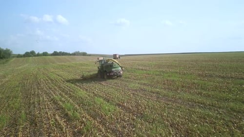 Corn Silage Harvesting with Forage Harvester on Field