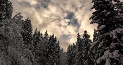 Forest Winter Wonderland Nature Landscape Scenery
