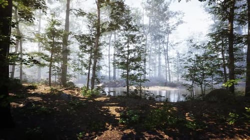 Misty Forest Landscape with Serene Pond and Sunlight Filtering Through Trees