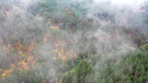 Aerial View of Beautiful Autumn Trees on a Foggy Morning Foggy Clouds Hover Over a Forest in the