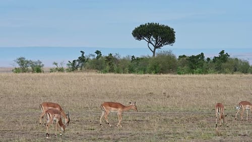 Flock of impala antelopes grazing