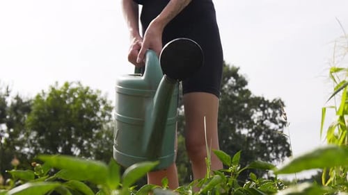 Watering Plants in Sunny Vegetable Garden