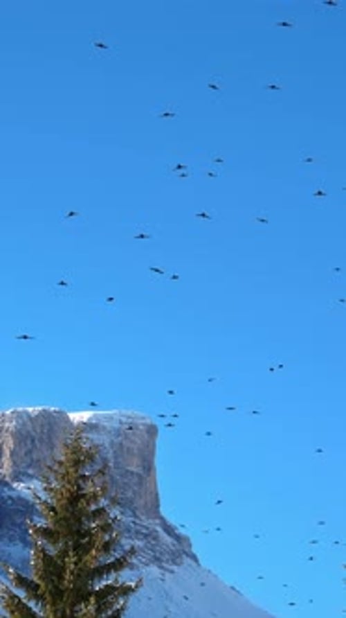 View of a horde of crows flying above the trees near the mountains in the Dolomites, Italy on a blue