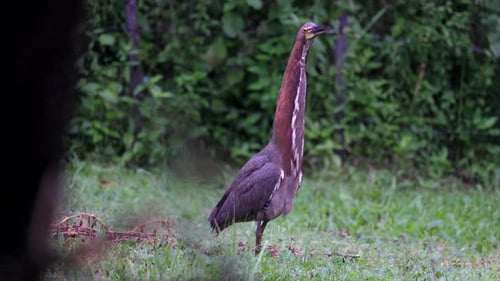 Shaking feathers Rainforest marsh with exotic tropical Rufescent Tiger Heron bird in South America