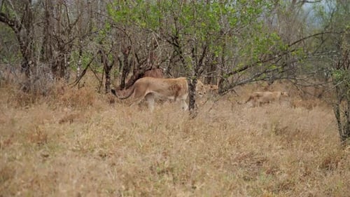 Lions Walking Through Tall Grass in African Savanna
