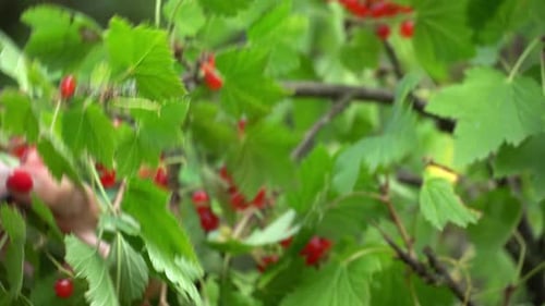 Harvesting Ripe Red Currant Berries in Garden