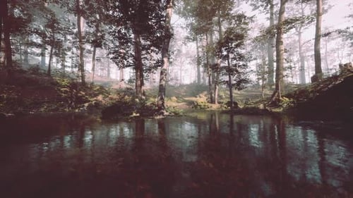 Misty Forest with Serene Pond Reflecting Tall Trees at Dawn