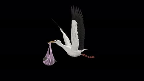 Stork Bird Bringing Newborn Baby - Dark Skin - Flying Loop - Front Side Angle CU - Alpha Channel