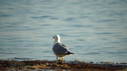 Slow Motion Closeup Shot of a Seagull on the Rock Against Calm Sea