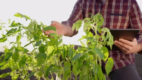 Farmer Man with Gardening Sunlight Tablet Plants at Field Sunset Harvesting Farming Planting Seeds