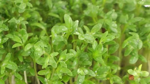 Fresh Green Sprouts Spritzed with Water