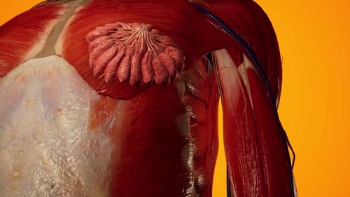 Detailed Human Anatomy Reveal of Muscles, Breast Tissue, and Vascular System