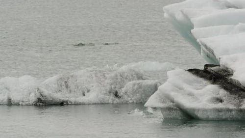 Climate change and global warming seen in real time in the icebergs of Jockularson Lagoon in Iceland