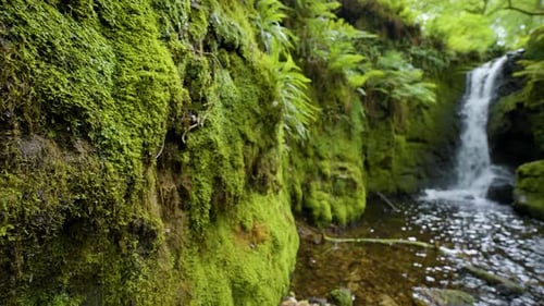 Rainforest waterfall surrounded by rock walls of moss water slowly drips